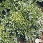 Plants de chicorées frisées 'Galia' : barquette de 12 plants